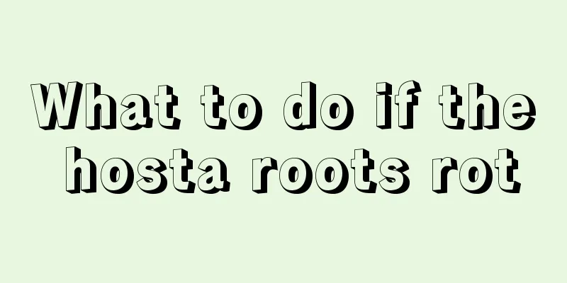 What to do if the hosta roots rot