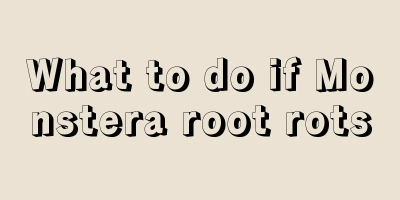 What to do if Monstera root rots