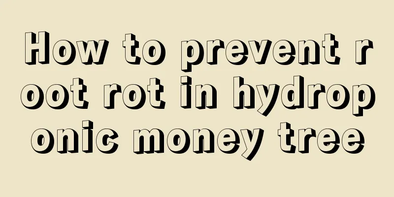 How to prevent root rot in hydroponic money tree