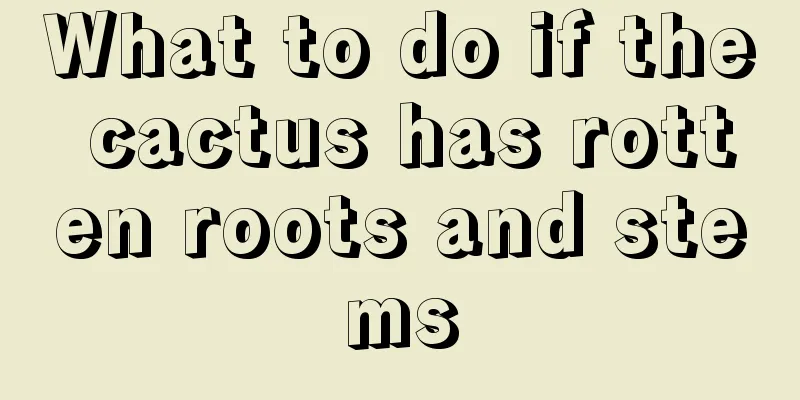 What to do if the cactus has rotten roots and stems