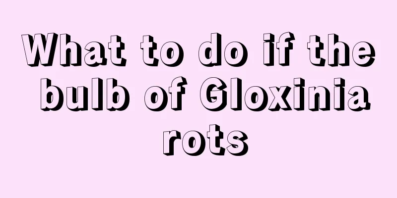 What to do if the bulb of Gloxinia rots