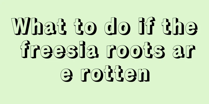 What to do if the freesia roots are rotten