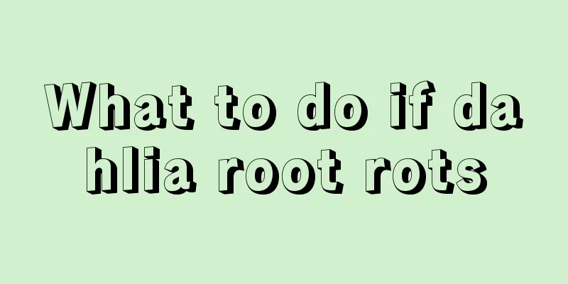 What to do if dahlia root rots