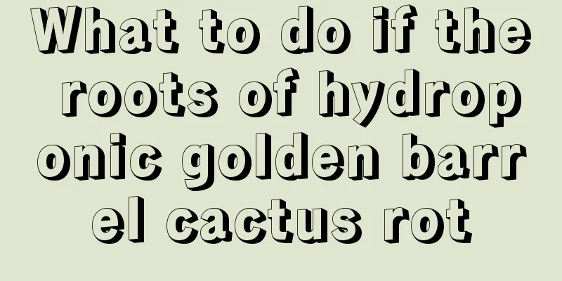 What to do if the roots of hydroponic golden barrel cactus rot