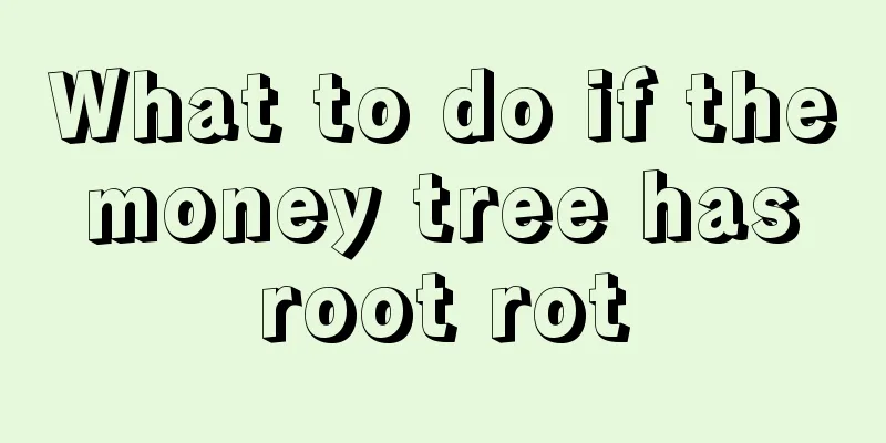 What to do if the money tree has root rot