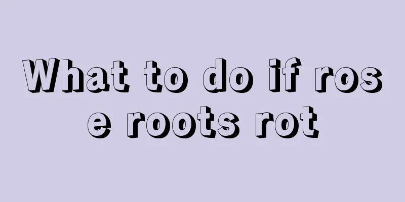 What to do if rose roots rot