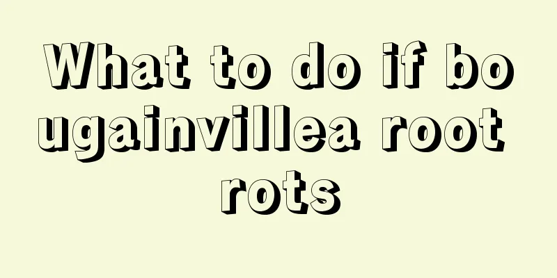 What to do if bougainvillea root rots