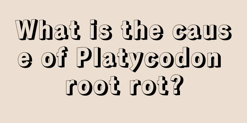 What is the cause of Platycodon root rot?