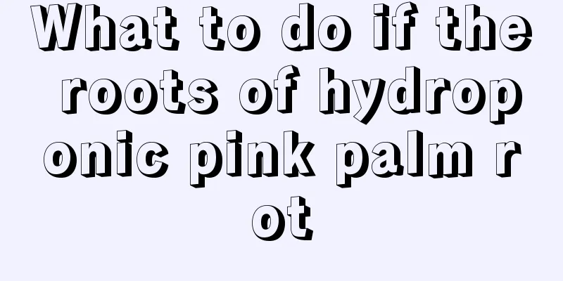 What to do if the roots of hydroponic pink palm rot