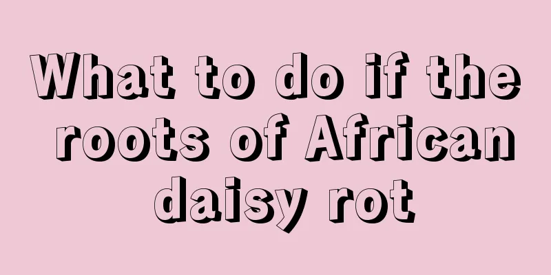 What to do if the roots of African daisy rot