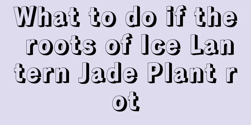 What to do if the roots of Ice Lantern Jade Plant rot