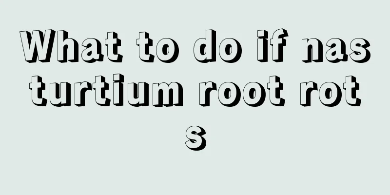 What to do if nasturtium root rots