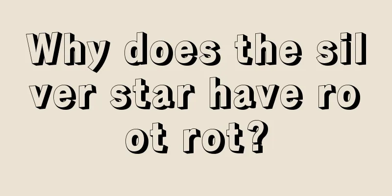 Why does the silver star have root rot?