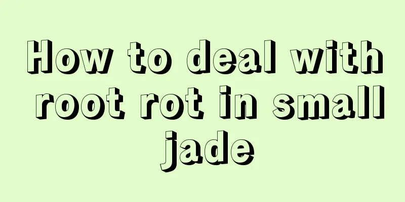 How to deal with root rot in small jade