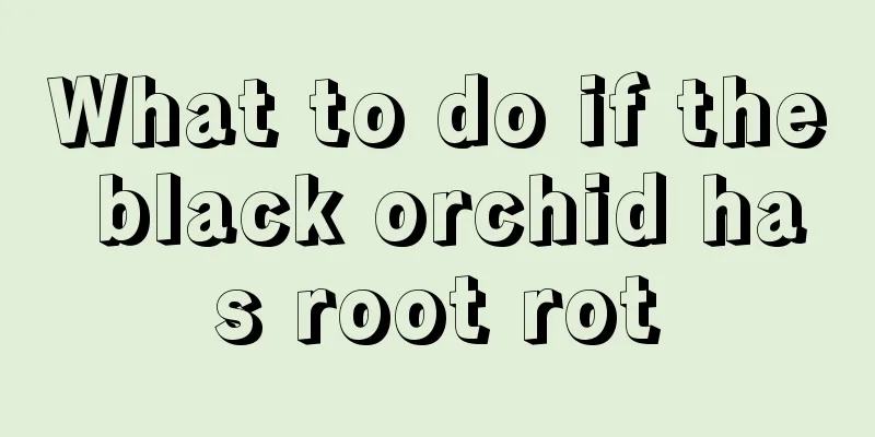 What to do if the black orchid has root rot