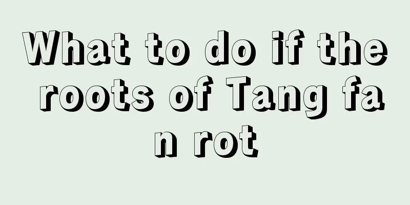 What to do if the roots of Tang fan rot