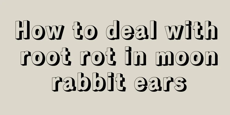 How to deal with root rot in moon rabbit ears