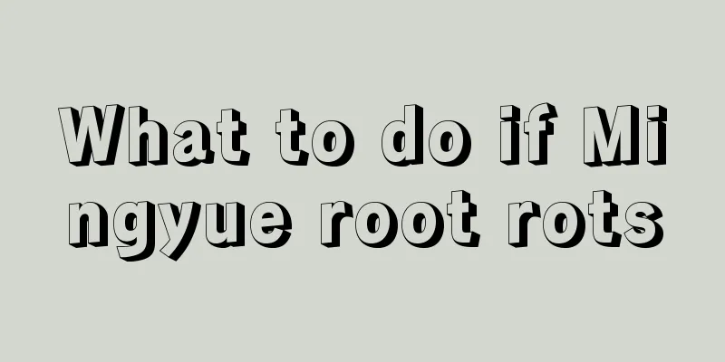 What to do if Mingyue root rots