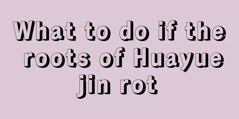 What to do if the roots of Huayuejin rot