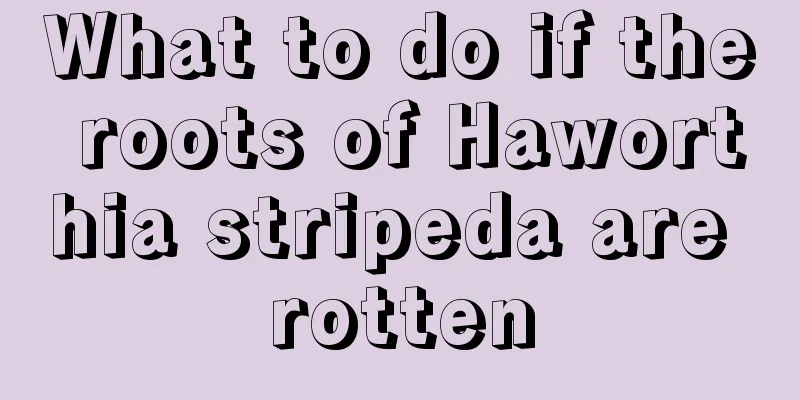 What to do if the roots of Haworthia stripeda are rotten