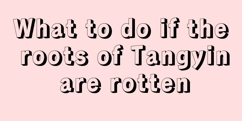 What to do if the roots of Tangyin are rotten