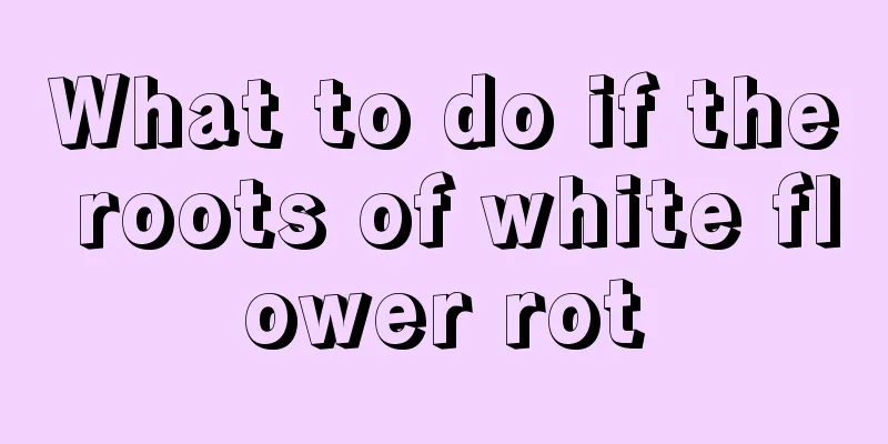 What to do if the roots of white flower rot