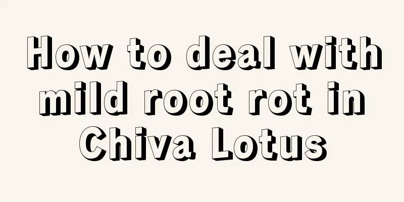 How to deal with mild root rot in Chiva Lotus