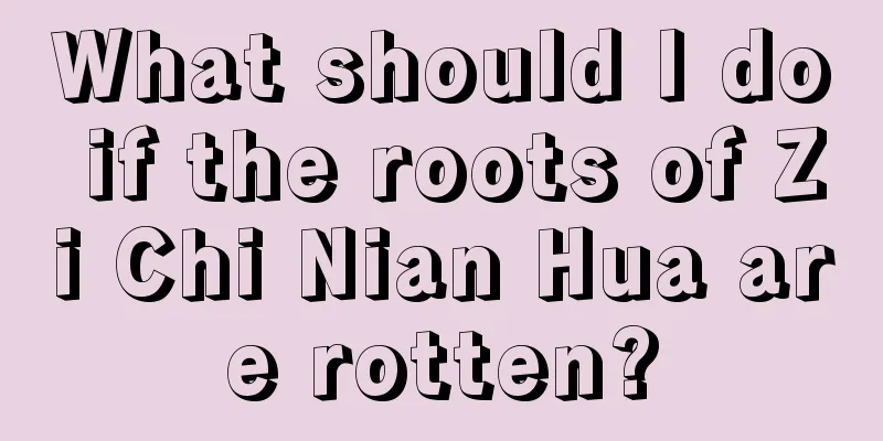 What should I do if the roots of Zi Chi Nian Hua are rotten?