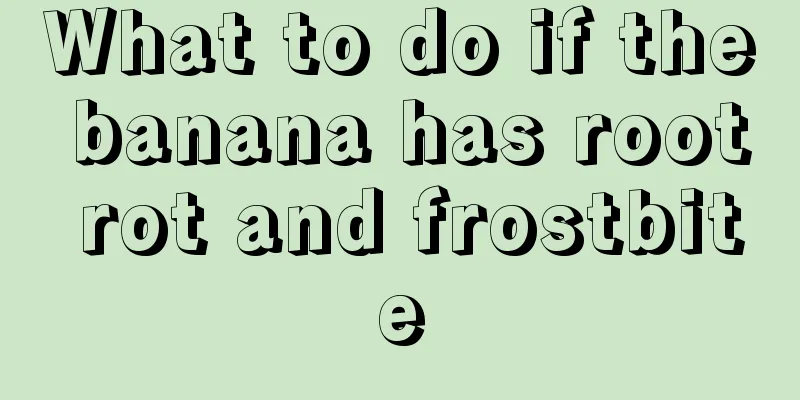 What to do if the banana has root rot and frostbite