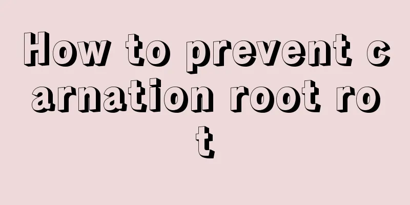 How to prevent carnation root rot