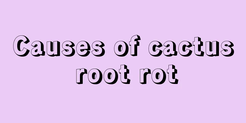 Causes of cactus root rot