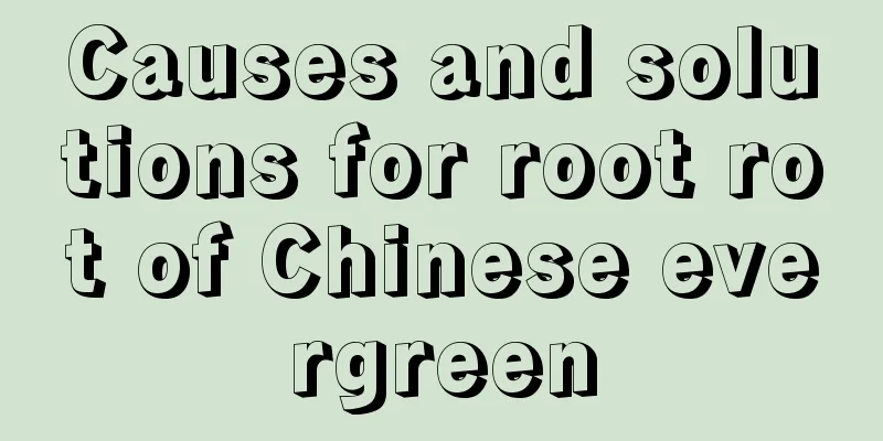 Causes and solutions for root rot of Chinese evergreen