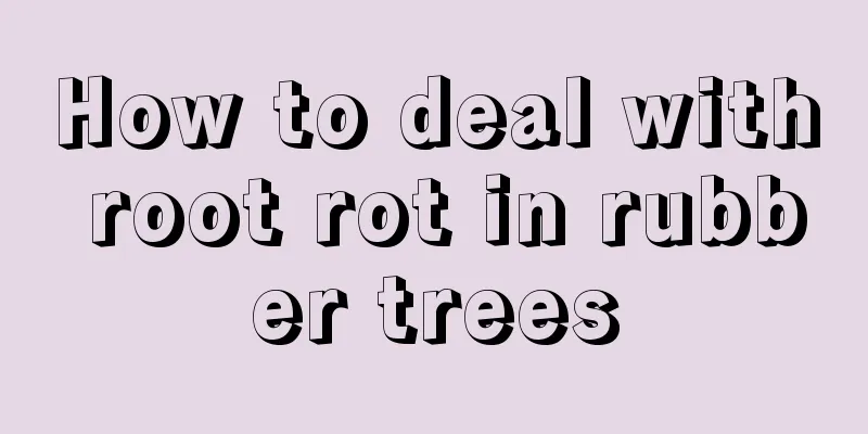 How to deal with root rot in rubber trees