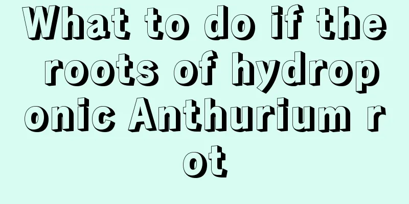 What to do if the roots of hydroponic Anthurium rot