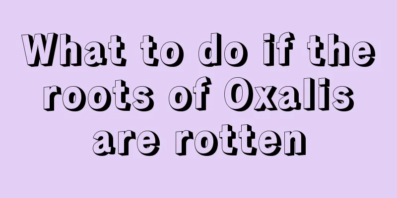 What to do if the roots of Oxalis are rotten