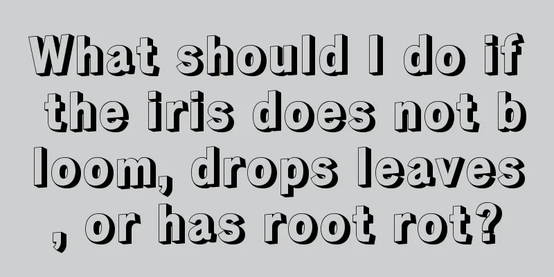 What should I do if the iris does not bloom, drops leaves, or has root rot?