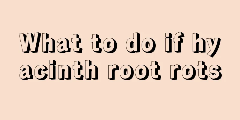 What to do if hyacinth root rots