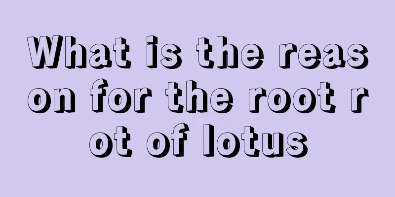 What is the reason for the root rot of lotus