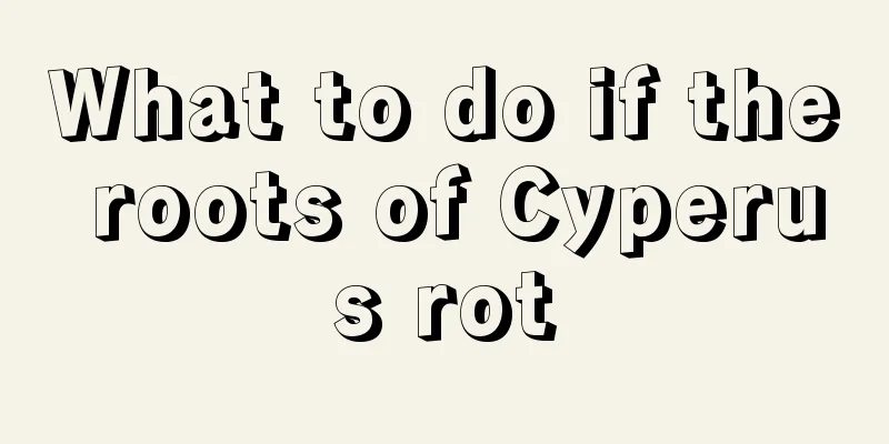 What to do if the roots of Cyperus rot