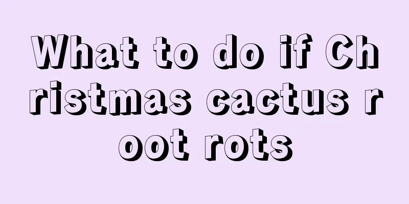 What to do if Christmas cactus root rots