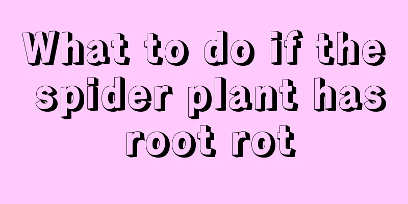 What to do if the spider plant has root rot