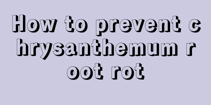 How to prevent chrysanthemum root rot