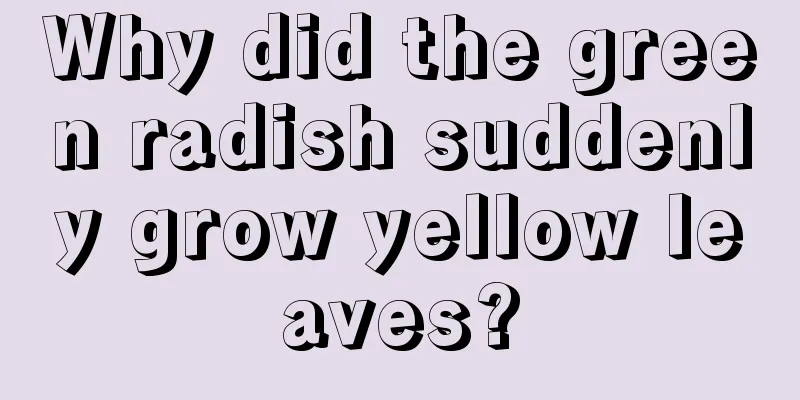 Why did the green radish suddenly grow yellow leaves?