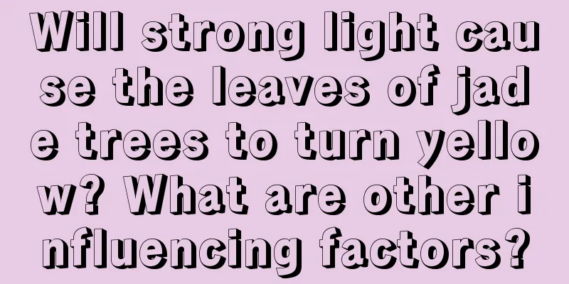 Will strong light cause the leaves of jade trees to turn yellow? What are other influencing factors?