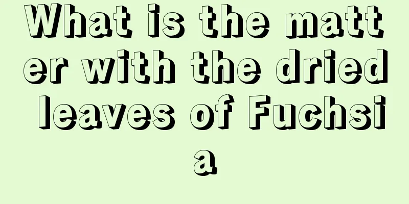 What is the matter with the dried leaves of Fuchsia