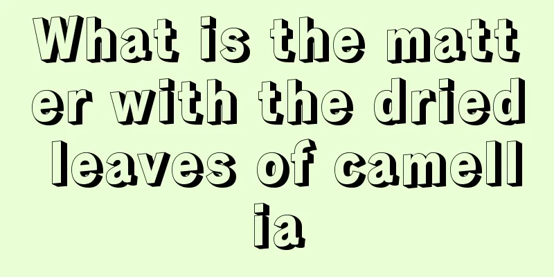 What is the matter with the dried leaves of camellia