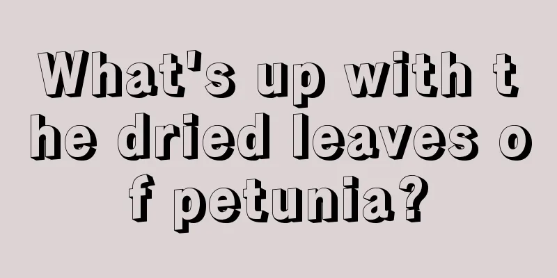 What's up with the dried leaves of petunia?