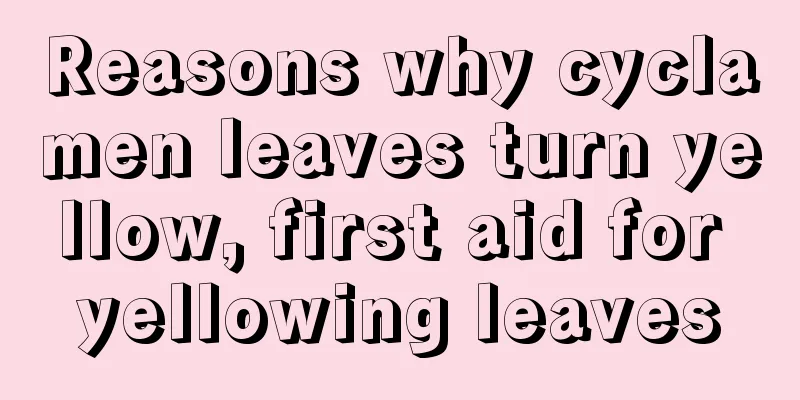 Reasons why cyclamen leaves turn yellow, first aid for yellowing leaves