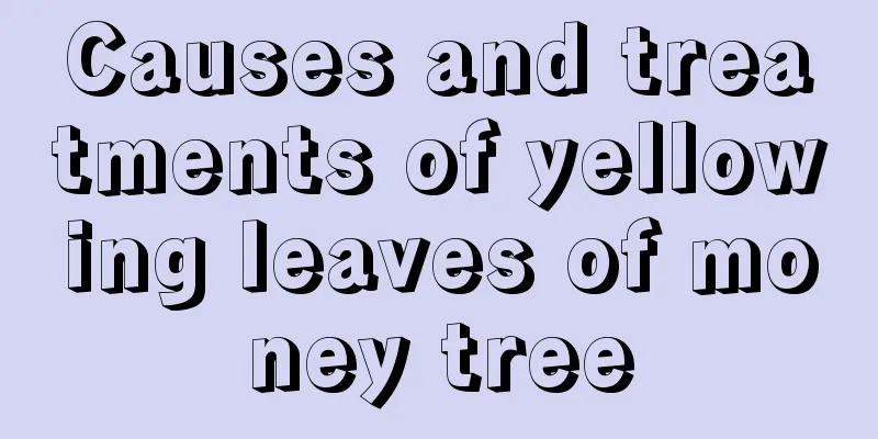 Causes and treatments of yellowing leaves of money tree