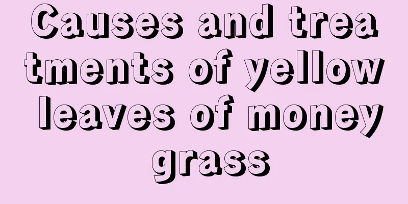 Causes and treatments of yellow leaves of money grass